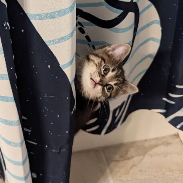 This afternoon a player to be named later joined the co-kittens. She's an absolute sweetheart and immediately made herself at home by climbing the shower curtain and finding every dust bunny under the couch. 

In short, she's as chaotic as Layla and is going to fit right in. The older girls are still giving her a wide berth, but there's been no interfeline violence so far.

Huge thanks to her previous family for taking such good care of her.

#cokittens 
#catsofinstagram 
#newkitteninthehouse