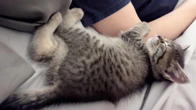 After a weekend of living into her new identity, the powers that be have dubbed the newest member of the Santoro-Williams household, Talia Josephine.

Tally Jo for short. 

Tonight's the first night in the big bed. Curious whether any of the humans are going to get any sleep. 

#cokittens 
#catsofinstagram
#newkidontheblock 
#sleepykitten