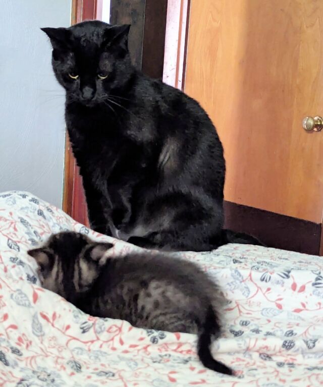 It has taken the better part of a week, but the co-kittens are beginning to make peace with their tiny new friend. 

No one's ready to cuddle with each other yet, but Talia and Layla regularly exchange consensual nose boops and have spent the last two days chasing and wrestling. They move so fast it's actually hard to get  a good photo. 

Raya is still too prim and proper to take part, but Layla is ecstatic to finally have a friend with as much energy as her. 

Our house may never be the same. 

#cokittens 
#catsofinstagram