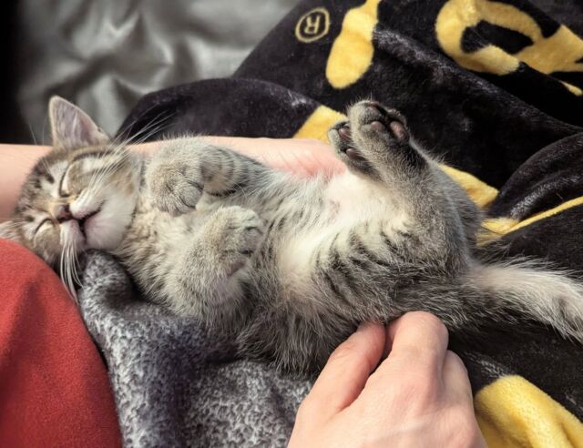 Happy Taliaversary!

Two months ago today this fearsome 1.4 pounds of fighting fury entered the world with her four siblings. Our fingers and toes will never be the same again. 

#cokittens 
#catsofinstagram